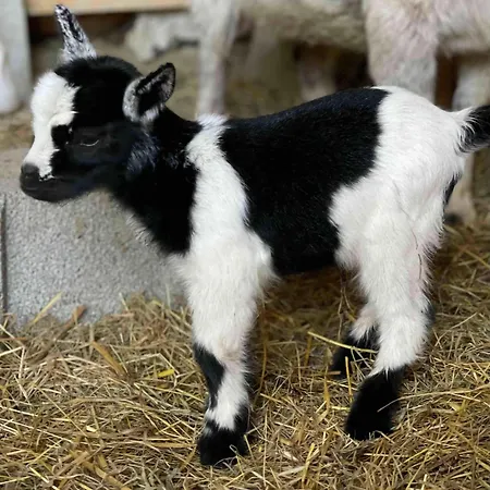 Domaine De Montfort Casa vacanze *