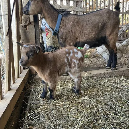 Domaine De Montfort Σπίτι διακοπών Saint-Lizier