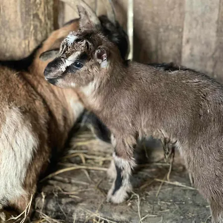 Domaine De Montfort * Saint-Lizier