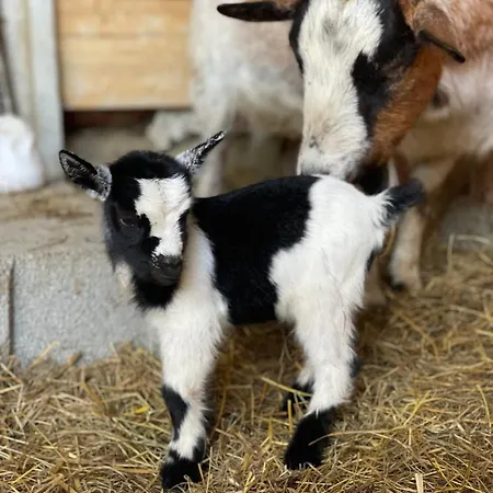 Σπίτι διακοπών Domaine De Montfort *