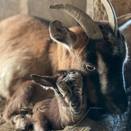 Σπίτι διακοπών Domaine De Montfort Saint-Lizier