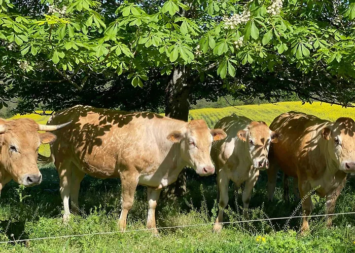 Domaine De Montfort Hébergement de vacances *