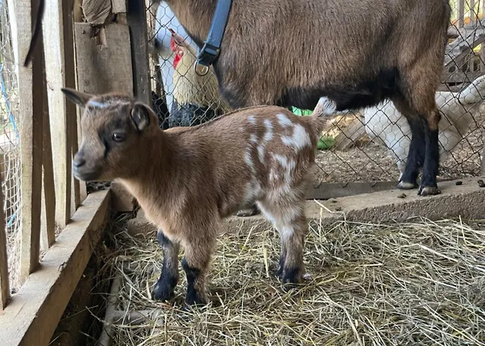 Domaine De Montfort Hébergement de vacances Saint-Lizier